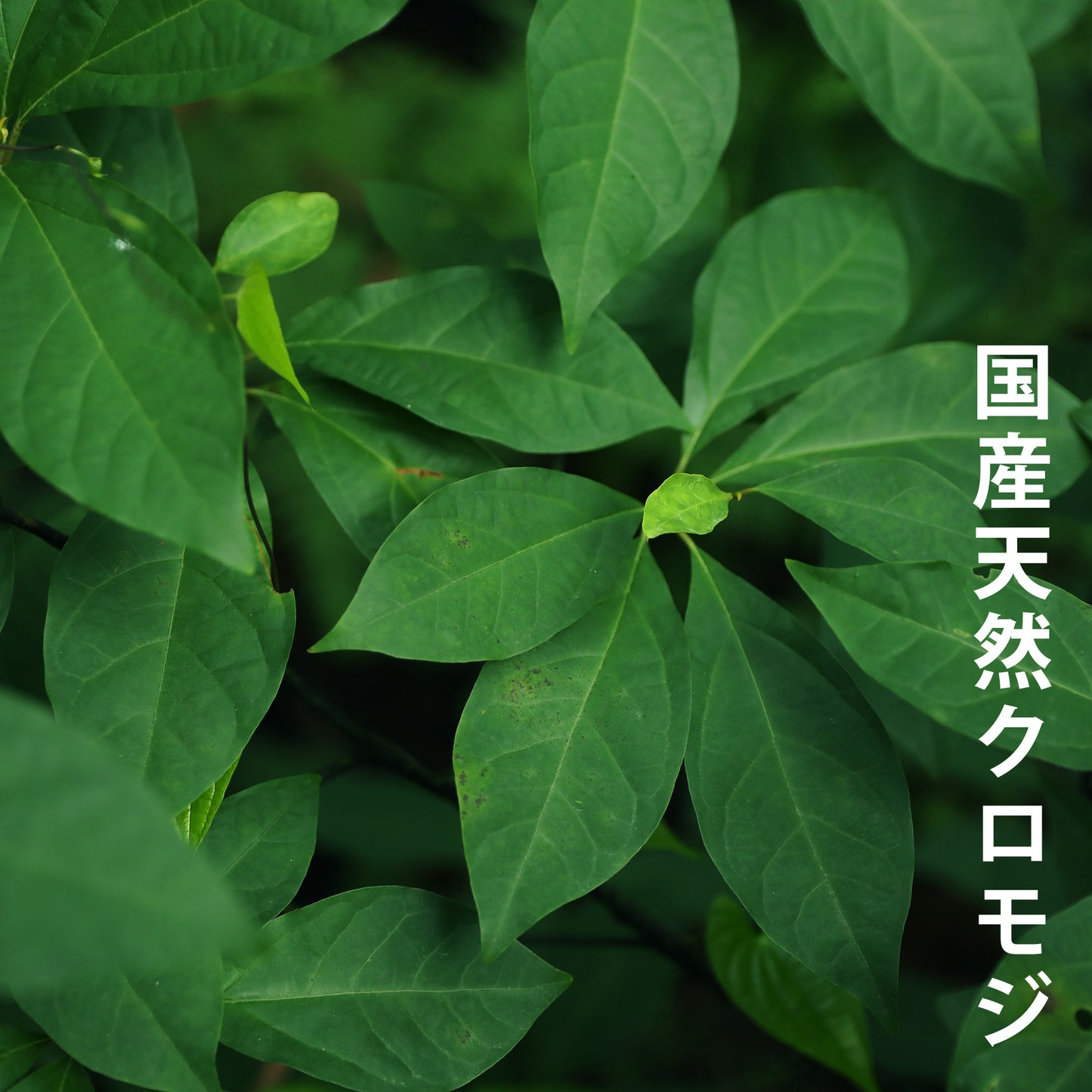 クロモジ茶(葉)×1パック(1g×15包入り)